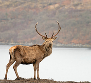 One-eyed Stag and KPIs